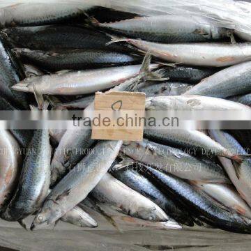 Frozen Pacific Mackerel Fish 4/6 For Sale
