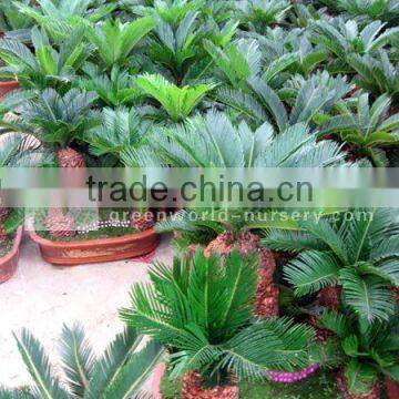 cycas revoluta bonsai trees medium size