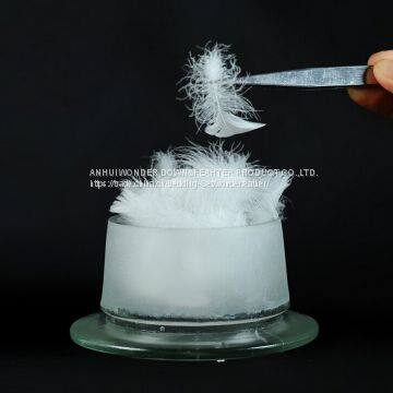 Feather and Down photo-3