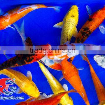 Koi Fish Bleeding Farm and Export From Thailand photo-3
