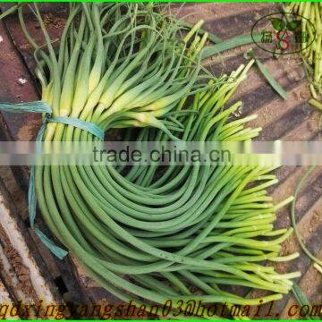 2015 (NEW) Fresh Garlic Sprouts/Garlic Scap/ Garlic Liver Moss Exports in Southeast Asia/ United States