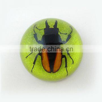 2016New design novel wholesale promotion gift paperweight with real insect