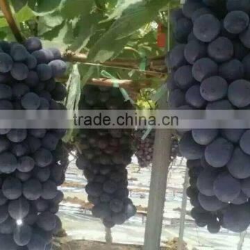 Chinese Fresh Black Globe Grape photo-4