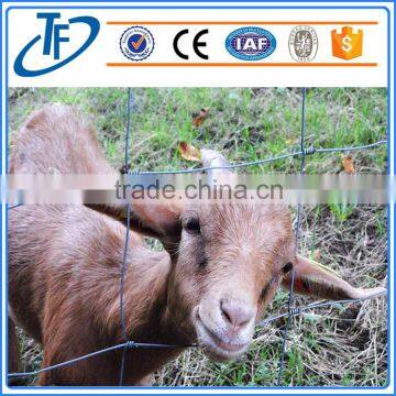 Professional Manufacturer Cheap Galvanized Wire Farm Fence for Cattle/sheep photo-4