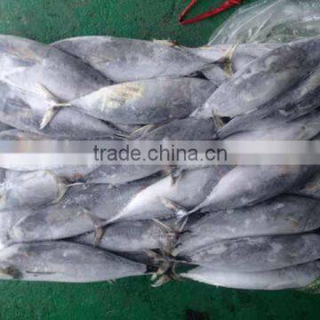 The ship frozen bonito fish(skipjack tuna)