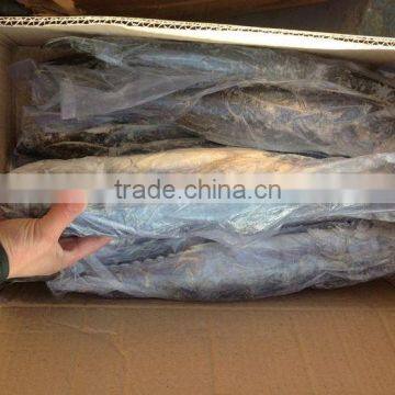 Whole Round Good Quality Spanish Mackerel For Consumption