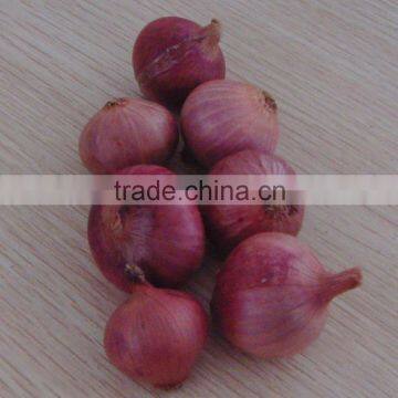 2015 Crop Fresh Red Onion for Sale With Cheap Price From China photo-5