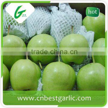 Chinese fresh bulk su pear