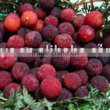 fresh red bayberry