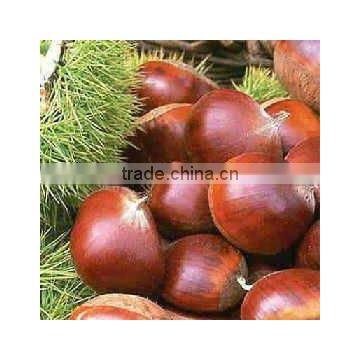 2012 Harvest Fresh Chestnut for Export and Import