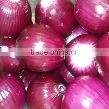 Fresh Peeled Onion for Exporting