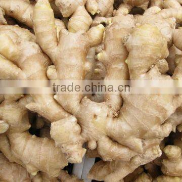 Wholesale Organic Common Cultivation Type Fresh Ginger photo-2