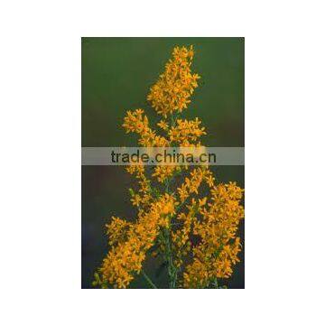 Solidago nemoralis (Golden Rod)