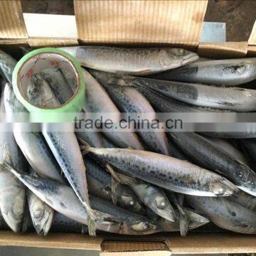 Frozen pacific mackerel