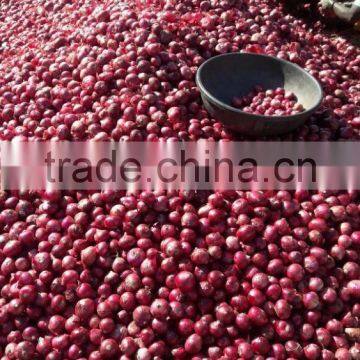 Exporters, Producer, Suppliers of Fresh Onions/Red Onions photo-5