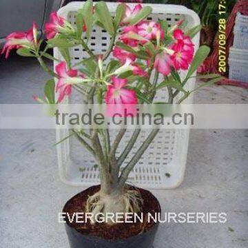 Adenium obesum