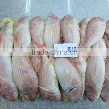 Frozen Japanese threadfin bream