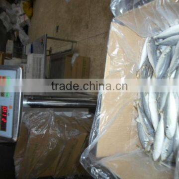 Frozen Horse Mackerel photo-2
