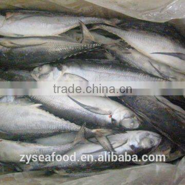 Hot sale Bulk land frozen scomber japonicus