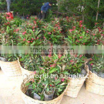 Jatropha integerrima outdoor flower shrubs