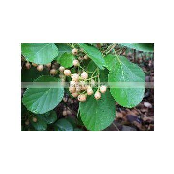 CORDIA DICHOTOMA