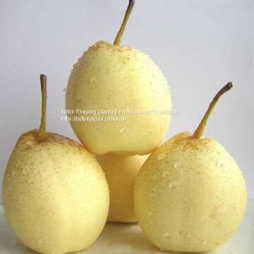 2019Botou Ya Pear Wholesalefengshui Pear Huangguan Pear photo-4