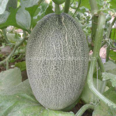 Good Taste F1 Hybrid Hami Melon Seeds Price photo-2