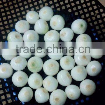 White Onion in Acetic Acid photo-2