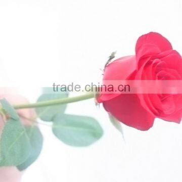 Color Carola Table Centerpieces Single Rose photo-3