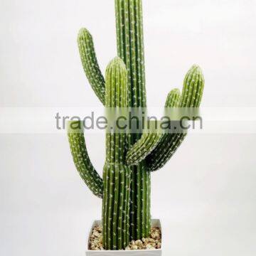 Factory Direct Selling Home Decoration Succulent Plants