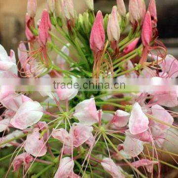 Spiny Spiderflower ,Cleome.,flower Seed,herb Seed,vegetalbe Seed,fruit Seed,grass Seed photo-4