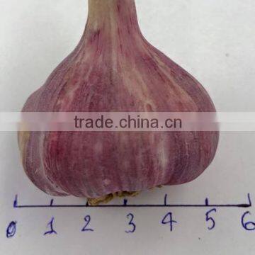 Vietnam Purple garlic