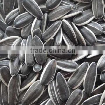 American sunflower seeds 5009