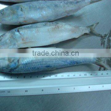 FROZEN SARDINE FISH WHOLE ROUND