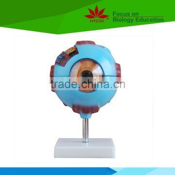 Direct factory supplied normal human eyeball model