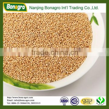 Yellow millet for bird seed