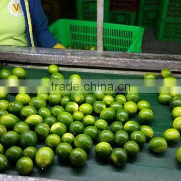 Seedless Lime photo-3