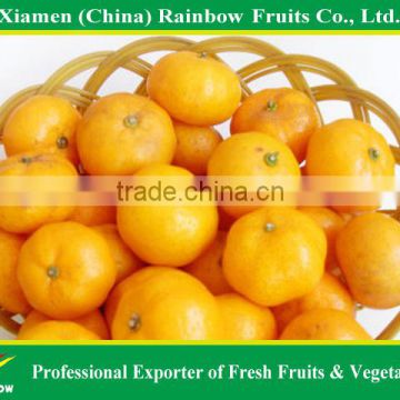 Sweet Honey Baby Mandarin orange(citrus fruits) from China