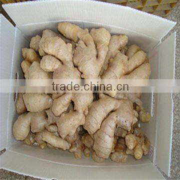 Old Ginger Variety and EXPORT Certification GINGER MATURED 9 MONTHS OLD