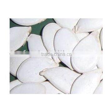 White Pumpkin Seed