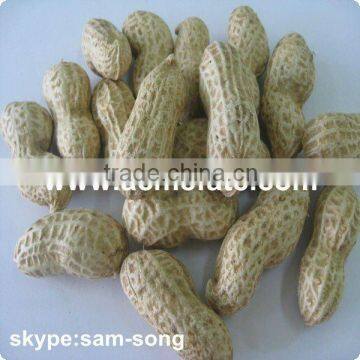 shandong shelled peanut