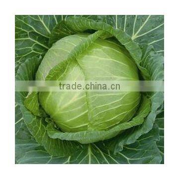 C09 Xialian early maturity f1 hybrid summer cabbage seeds