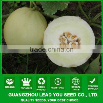 ASM251 Hanshen good quality heat resisatnt hybrid sweet melon seeds f1