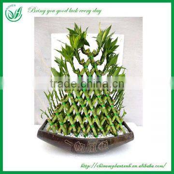 Indoor Decoration Pyramid Shaped Lucky Bamboo Plant