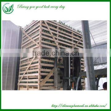 Sansevieria Wholesale Indoor Plants photo-6