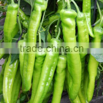 hot pepper seeds