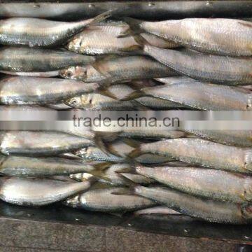 2016 hot sale Land Frozen Sardine For Bait