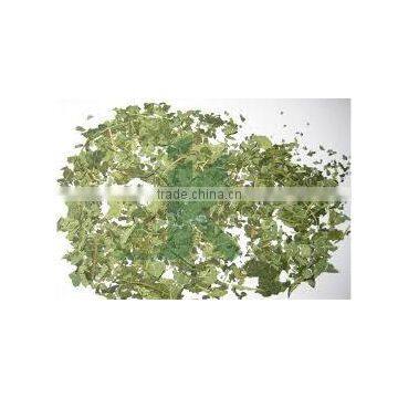 Best Carica leaf