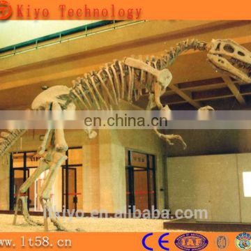 Life size dinosaur skeleton replicas