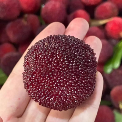 Yangme Trees Plating Fruit Trees From China Myrica Ruba Trees